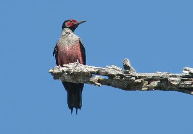 woodpecker on tree branch