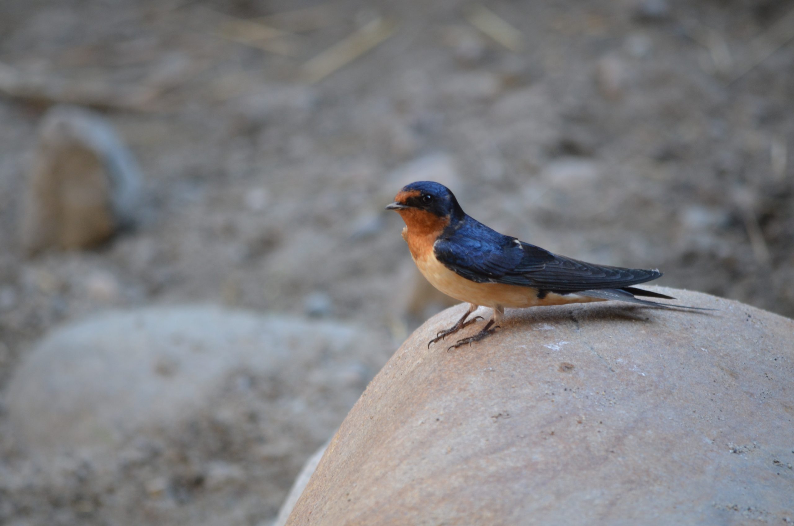 Featured image for “Birding for Beginners: An Introductory Workshop”